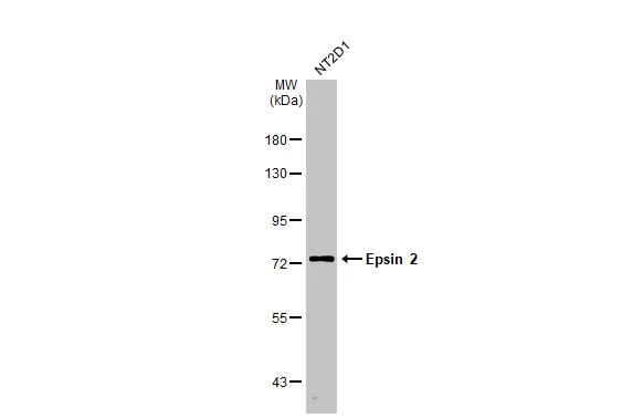 Whole cell extract (30 μg) was separated by 7.5% SDS-PAGE, and the membrane was blotted with Epsin 2 antibody [N1C1] (GTX118330) diluted at 1:1000. The HRP-conjugated anti-rabbit IgG antibody (GTX213110-01) was used to detect the primary antibody.