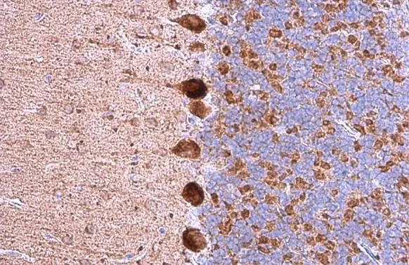 GABA A Receptor alpha 5 antibody [N2C2], Internal detects GABA A Receptor alpha 5 protein at cytoplasm by immunohistochemical analysis. Sample: Paraffin-embedded mouse cerebellum. GABA A Receptor alpha 5 stained by GABA A Receptor alpha 5 antibody [N2C2], Internal (GTX118345) diluted at 1:500. Antigen Retrieval: Citrate buffer, pH 6.0, 15 min