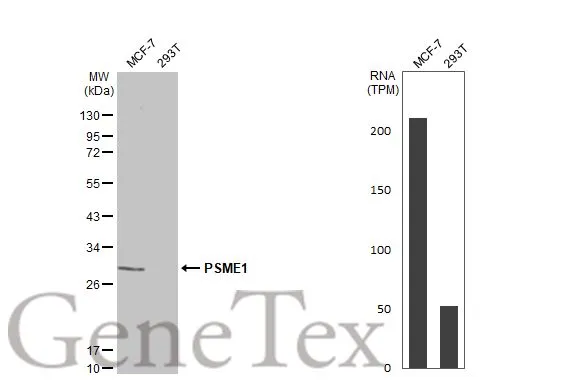 Various whole cell extracts (30 μg) were separated by 12% SDS-PAGE, and the membrane was blotted with PSME1 antibody (GTX118374) diluted at 1:10000. The HRP-conjugated anti-rabbit IgG antibody (GTX213110-01) was used to detect the primary antibody, and the signal was developed with Trident ECL plus-Enhanced. Corresponding RNA expression data for the same cell lines are based on Human Protein Atlas program. Various whole cell extracts (30 μg) were separated by 12% SDS-PAGE, and the membrane was blotted with PSME1 antibody (GTX118374) diluted at 1:10000. The HRP-conjugated anti-rabbit IgG antibody (GTX213110-01) was used to detect the primary antibody, and the signal was developed with Trident ECL plus-Enhanced. Corresponding RNA expression data for the same cell lines are based on Human Protein Atlas program.