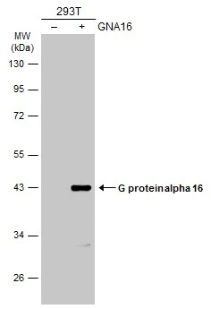G protein alpha 16 antibody