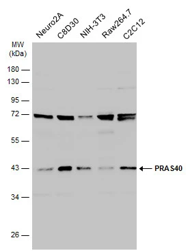 Various whole cell extracts (30 μg) were separated by 10% SDS-PAGE, and the membrane was blotted with PRAS40 antibody (GTX118391) diluted at 1:1000. The HRP-conjugated anti-rabbit IgG antibody (GTX213110-01) was used to detect the primary antibody.