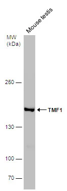 Mouse tissue extract (50 μg) was separated by 5% SDS-PAGE, and the membrane was blotted with TMF1 antibody (GTX118431) diluted at 1:500.