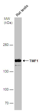 Rat tissue extract (50 μg) was separated by 5% SDS-PAGE, and the membrane was blotted with TMF1 antibody (GTX118431) diluted at 1:500.