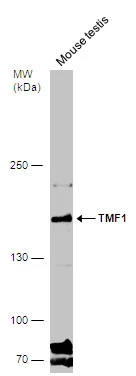 Mouse tissue extract (50 μg) was separated by 5% SDS-PAGE, and the membrane was blotted with TMF1 antibody (GTX118432) diluted at 1:1000.
