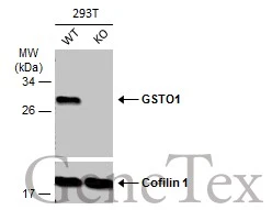Wild-type (WT) and GSTO1 knockout (KO) 293T cell extracts (30 μg) were separated by 12% SDS-PAGE, and the membrane was blotted with GSTO1 antibody (GTX118439) diluted at 1:1000. The HRP-conjugated anti-rabbit IgG antibody (GTX213110-01) was used to detect the primary antibody.