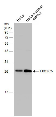 HeLa whole cell and nuclear extracts (30 μg) were separated by 12% SDS-PAGE, and the membrane was blotted with EXOSC5 antibody (GTX118473) diluted at 1:1000.