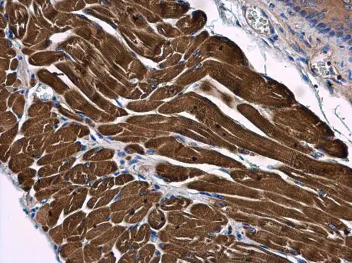 SAMM50 antibody [N1C1] detects SAMM50 protein at cytoplasm in mouse muscle by immunohistochemical analysis. Sample: Paraffin-embedded mouse muscle. SAMM50 antibody [N1C1] (GTX118528) diluted at 1:500. 
 Antigen Retrieval: Citrate buffer, pH 6.0, 15 min