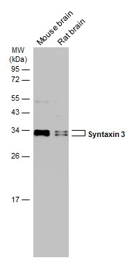 Various tissue extracts (50 μg) were separated by 12% SDS-PAGE, and the membrane was blotted with Syntaxin 3 antibody [N1C2] (GTX118549) diluted at 1:1000. The HRP-conjugated anti-rabbit IgG antibody (GTX213110-01) was used to detect the primary antibody.