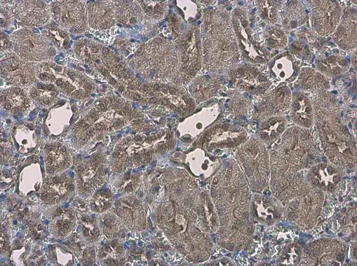 EFHA1 antibody detects EFHA1 protein at cytoplasm in mouse kidney by immunohistochemical analysis. Sample: Paraffin-embedded mouse kidney. EFHA1 antibody (GTX118555) diluted at 1:500. 
 Antigen Retrieval: Citrate buffer, pH 6.0, 15 min
