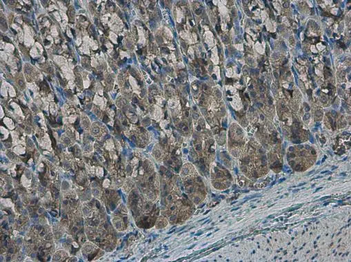 EFHA1 antibody detects EFHA1 protein at cytoplasm in rat stomach by immunohistochemical analysis. Sample: Paraffin-embedded rat stomach. EFHA1 antibody (GTX118555) diluted at 1:500. 
 Antigen Retrieval: Citrate buffer, pH 6.0, 15 min