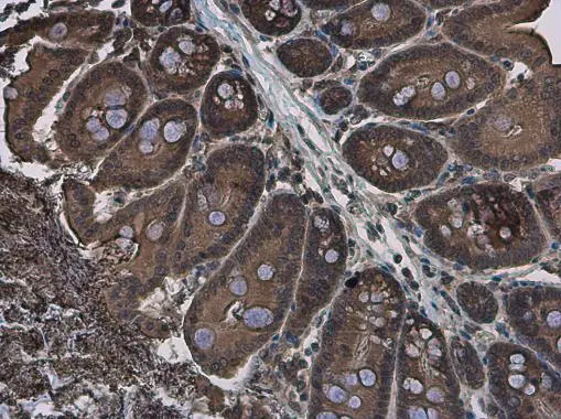 EFHA1 antibody detects EFHA1 protein at cytoplasm in mouse colon by immunohistochemical analysis. Sample: Paraffin-embedded mouse colon. EFHA1 antibody (GTX118555) diluted at 1:500. 
 Antigen Retrieval: Citrate buffer, pH 6.0, 15 min