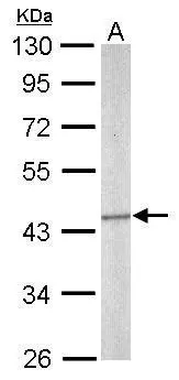 SEPT5 antibody [N3C3]