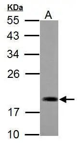 ADI1 antibody detects ADI1 protein by Western blot analysis. A. 50 μg mouse lung lysate/extract 12 % SDS-PAGE ADI1 antibody (GTX118578) dilution: 1:1000