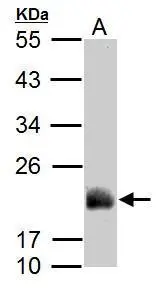 ADI1 antibody detects ADI1 protein by Western blot analysis. A. 50 μg Rat lung lysate/extract 12 % SDS-PAGE ADI1 antibody (GTX118578) dilution: 1:1000