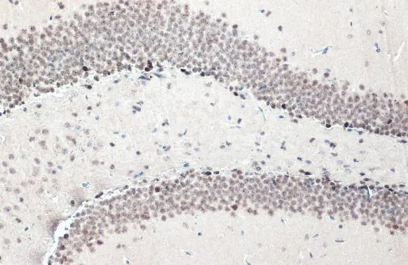 NFIX antibody [N2C2], Internal detects NFIX protein at nucleus by immunohistochemical analysis. Sample: Paraffin-embedded mouse hippocampus. NFIX stained by NFIX antibody [N2C2], Internal (GTX118630) diluted at 1:2000. Antigen Retrieval: Citrate buffer, pH 6.0, 15 min