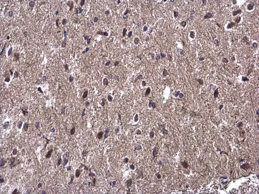 WBP11 antibody detects WBP11 protein at cytoplasm and nucleus on mouse brain by immunohistochemical analysis. Sample: Paraffin-embedded mouse brain. WBP11 antibody (GTX118654) diluted at 1:500. 
 Antigen Retrieval: Trilogy? (EDTA based, pH 8.0) buffer, 15min