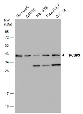 PCBP3 antibody [N1C2]