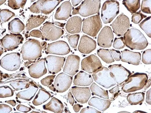 POLR2C antibody [N1C3-2] detects POLR2C protein at nucleus on mouse muscle by immunohistochemical analysis. Sample: Paraffin-embedded mouse muscle. POLR2C antibody [N1C3-2] (GTX118715) dilution: 1:500. 
 Antigen Retrieval: Trilogy? (EDTA based, pH 8.0) buffer, 15min