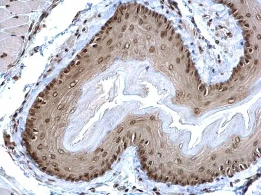 POLR2C antibody [N1C3-2] detects POLR2C protein at nucleus on mouse esophagus by immunohistochemical analysis. Sample: Paraffin-embedded mouse esophagus. POLR2C antibody [N1C3-2] (GTX118715) dilution: 1:500. 
 Antigen Retrieval: Trilogy? (EDTA based, pH 8.0) buffer, 15min