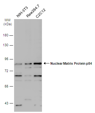 Various whole cell extracts (30 μg) were separated by 7.5% SDS-PAGE, and the membrane was blotted with Nuclear Matrix Protein p84 antibody (GTX118740) diluted at 1:500. The HRP-conjugated anti-rabbit IgG antibody (GTX213110-01) was used to detect the primary antibody.