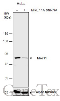Non-transfected (–) and transfected (+) HeLa whole cell extracts (30 μg) were separated by 7.5% SDS-PAGE, and the membrane was blotted with Mre11 antibody (GTX118741) diluted at 1:2000.