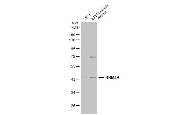 RBM4B antibody [N2C3]