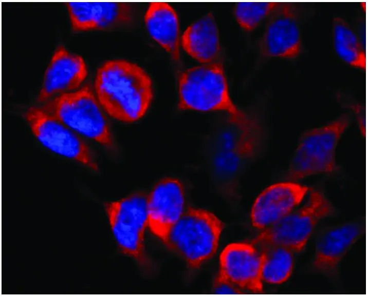 Immunofluorescence staining of vesicles (red) in RBL-2H3 rat basophilic leukemia cell line using anti-Kinesin (GTX11882). Nuclei were stained with DAPI (blue).