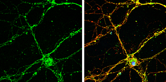 RAB26 antibody [N2C3-2]