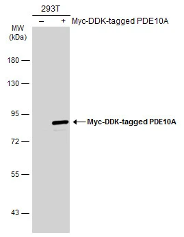 Non-transfected (–) and transfected (+) 293T whole cell extracts (30 μg) were separated by 7.5% SDS-PAGE, and the membrane was blotted with PDE10A antibody [C2C3], C-term (GTX118886) diluted at 1:10000. The HRP-conjugated anti-rabbit IgG antibody (GTX213110-01) was used to detect the primary antibody.