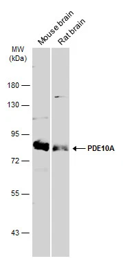 Various tissue extracts (50 μg) were separated by 7.5% SDS-PAGE, and the membrane was blotted with PDE10A antibody [C2C3], C-term (GTX118886) diluted at 1:3000. The HRP-conjugated anti-rabbit IgG antibody (GTX213110-01) was used to detect the primary antibody.