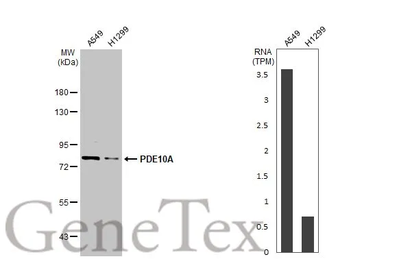 Various whole cell extracts (30 μg) were separated by 7.5% SDS-PAGE, and the membrane was blotted with PDE10A antibody [C2C3], C-term (GTX118886) diluted at 1:1000. The HRP-conjugated anti-rabbit IgG antibody (GTX213110-01) was used to detect the primary antibody. Corresponding RNA expression data for the same cell lines are based on Human Protein Atlas program.