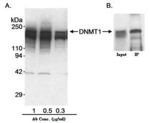 (A)WB analysis of HeLa nuclear extracts using GTX11891 DNMT1 antibody. Loading amount : 50ug (B)IP analysis of HeLa nuclear extracts using GTX11891 DNMT1 antibody. Dilution : 0.2 ug/ml