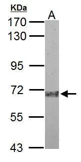 Sample (50 ug of whole cell lysate) A: mouse kidney 7.5% SDS PAGE GTX118926 diluted at 1:10000