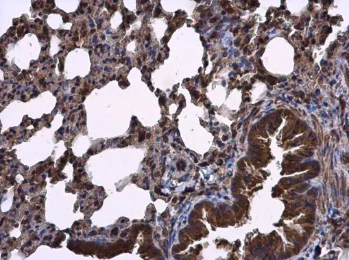 RIPX antibody [N1C1] detects RIPX protein at cytoplasm in mouse lung by immunohistochemical analysis. Sample: Paraffin-embedded mouse lung. RIPX antibody [N1C1] (GTX118968) diluted at 1:500. 
 Antigen Retrieval: Citrate buffer, pH 6.0, 15 min