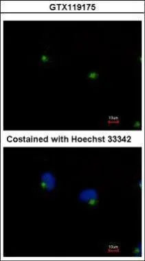 Immunofluorescence analysis of methanol-fixed HeLa,using IFT122(GTX119175) antibody at 1:500 dilution.