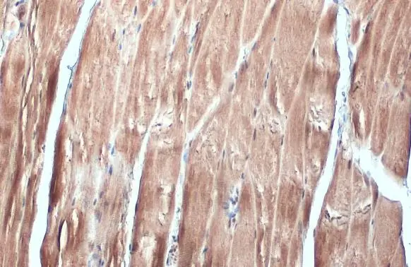 FBXL17 antibody [C1C3] detects FBXL17 protein at cytoplasm and nucleus by immunohistochemical analysis. Sample: Paraffin-embedded mouse muscle. FBXL17 stained by FBXL17 antibody [C1C3] (GTX119211) diluted at 1:500. Antigen Retrieval: Citrate buffer, pH 6.0, 15 min