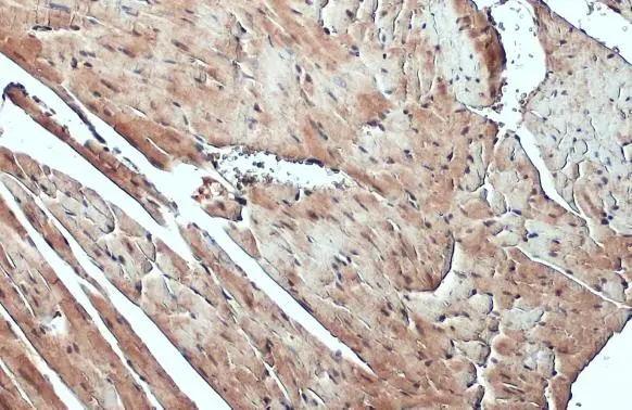 FBXL17 antibody [C1C3] detects FBXL17 protein at cytoplasm and nucleus by immunohistochemical analysis. Sample: Paraffin-embedded mouse heart. FBXL17 stained by FBXL17 antibody [C1C3] (GTX119211) diluted at 1:500. Antigen Retrieval: Citrate buffer, pH 6.0, 15 min