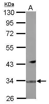 Sample (50 ug of whole cell lysate) A: mouse heart 10% SDS PAGE GTX119274 diluted at 1:1000