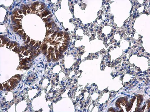 ARF5 antibody detects ARF5 protein at cytoplasm in respiratory epithelium of mouse lung by immunohistochemical analysis. Sample: Paraffin-embedded mouse lung. ARF5 antibody (GTX119329) diluted at 1:500.
 Antigen Retrieval: Citrate buffer, pH 6.0, 15 min