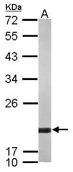 Sample (50 ug of whole cell lysate) A: mouse brain 12% SDS PAGE GTX119329 diluted at 1:1000