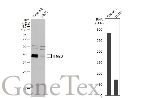 Various whole cell extracts (30 μg) were separated by 12% SDS-PAGE, and the membrane was blotted with ITM2B antibody (GTX119361) diluted at 1:1000. The HRP-conjugated anti-rabbit IgG antibody (GTX213110-01) was used to detect the primary antibody. Corresponding RNA expression data for the same cell lines are based on Human Protein Atlas program.
