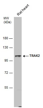 Rat tissue extract (50 μg) was separated by 7.5% SDS-PAGE, and the membrane was blotted with TRAK2 antibody [N1N2], N-term (GTX119423) diluted at 1:1000.