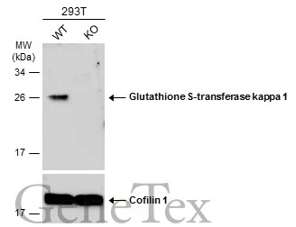 Wild-type (WT) and Glutathione S-transferase kappa 1 knockout (KO) 293T cell extracts (30 μg) were separated by 12% SDS-PAGE, and the membrane was blotted with Glutathione S-transferase kappa 1 antibody (GTX119447) diluted at 1:1000. The HRP-conjugated anti-rabbit IgG antibody (GTX213110-01) was used to detect the primary antibody.