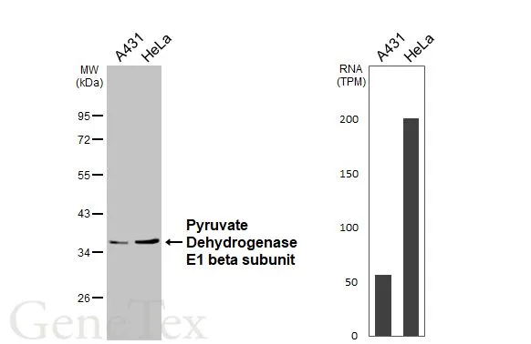 Various whole cell extracts (30 μg) were separated by 10% SDS-PAGE, and the membrane was blotted with Pyruvate Dehydrogenase E1 beta subunit antibody (GTX119625) diluted at 1:1000. The HRP-conjugated anti-rabbit IgG antibody (GTX213110-01) was used to detect the primary antibody. Corresponding RNA expression data for the same cell lines are based on Human Protein Atlas program.