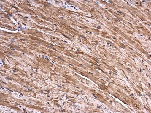 SEC3 antibody [C2C3], C-term detects SEC3 protein at cytoplasm in mouse heart by immunohistochemical analysis. Sample: Paraffin-embedded mouse heart. SEC3 antibody [C2C3], C-term (GTX119659) diluted at 1:500. 
 Antigen Retrieval: Citrate buffer, pH 6.0, 15 min