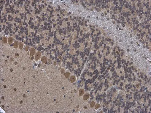 OGFOD1 antibody [N1N3] detects OGFOD1 protein at cytoplasm in mouse brain by immunohistochemical analysis. Sample: Paraffin-embedded mouse brain. OGFOD1 antibody [N1N3] (GTX119711) diluted at 1:500.