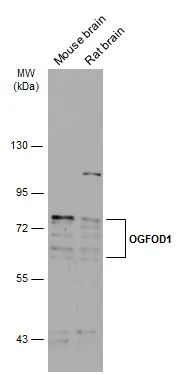 Various tissue extracts (50 μg) were separated by 7.5% SDS-PAGE, and the membrane was blotted with OGFOD1 antibody [N1N3] (GTX119711) diluted at 1:1000. The HRP-conjugated anti-rabbit IgG antibody (GTX213110-01) was used to detect the primary antibody.