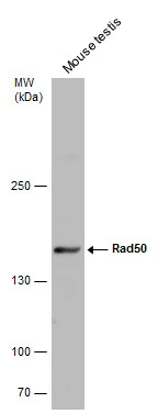 Mouse tissue extract (50 μg) was separated by 5% SDS-PAGE, and the membrane was blotted with Rad50 antibody [C1C2], Internal (GTX119732) diluted at 1:5000.