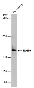 Rat tissue extract (50 μg) was separated by 5% SDS-PAGE, and the membrane was blotted with Rad50 antibody [C1C2], Internal (GTX119732) diluted at 1:1000.