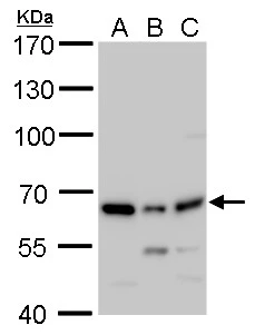 PSPC1 antibody detects PSPC1 protein at nucleus by immunofluorescent analysis.Sample: HeLa cells were fixed in 4% paraformaldehyde at RT for 15 min.Green: PSPC1 protein stained by PSPC1 antibody (GTX119744) diluted at 1:500.Blue: Hoechst 33342 staining.